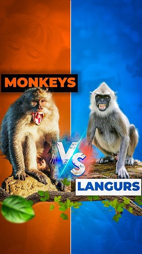 Aalekh Kapoor | 🦧 Langurs vs. Monkeys in India: Myths, Facts, and the Law 🐒 • You’ve probably heard this common belief: "Monkeys are afraid of langurs!"... | Instagram