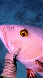 40K reactions · 242 shares | RED BASS #spearfishing #redbassfish #seafood #fyp #viral | Darman Spearo | Facebook