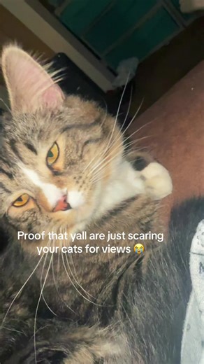 Funny Cat Scaring Videos That Will Have You Laughing