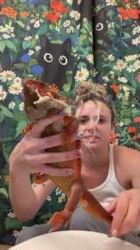 I regret potty training Frank every day 🤦‍♀️🚽😷 #lizard #beardie #beardeddragon #beardies #reptile