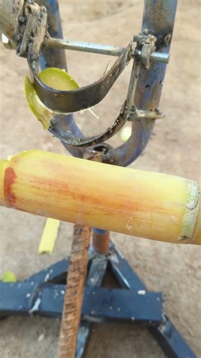 Sugar cane cutting tool with bud retention for planting #tools #tips #machine #shorts