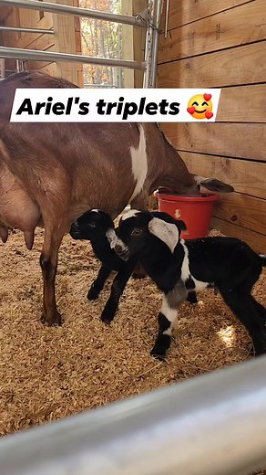 593K views · 8.6K reactions | 2 hour old baby goat talking to Mom and anyone else who will listen. I could listen to them all day. | Cotton Bean Farms | Facebook