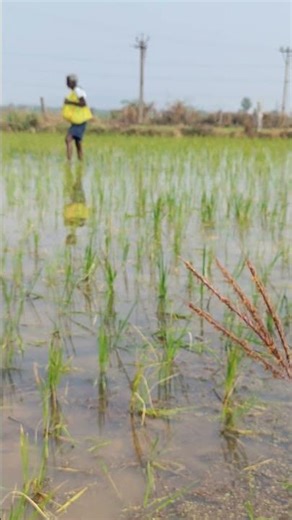 వరి పంటకు ఎరువులు వేయడం | Urea Spreading in Paddy Field