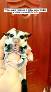 This couple rescued a baby sugar glider and then raised it #animals #animalrescue #rescue #animalsoftiktok #fyp #glider #sugargl | Live Love Animals