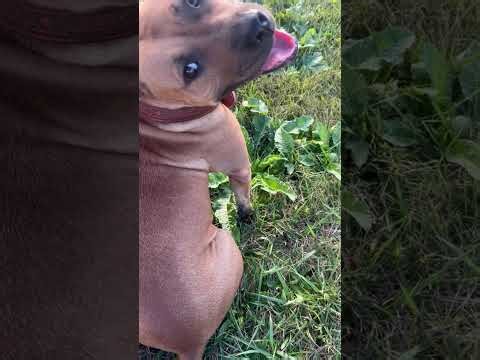 Real Red Boy Jocko Bolio Tombstone #apbt
