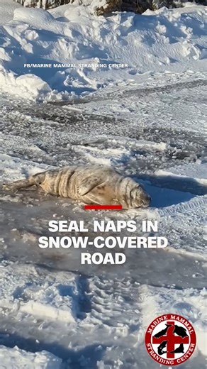 A female seal pup was found in the middle of the road in Harvey Cedars, New Jersey. Police closed the road down, and the animal was taken to the Marine Mammal Stranding Center's hospital for a medical evaluation. The pup is currently resting at the hospital with no injuries. | CNN International