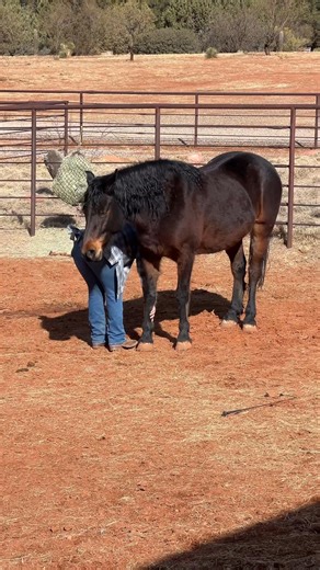 Next day picking up his feet. This video shows his great effort trying to be balanced for me. | Scout's Trail