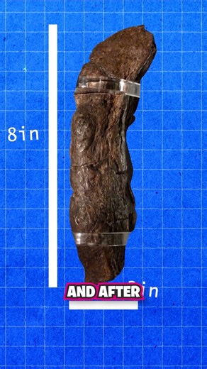 World's Biggest Fossilized Poop! 💩