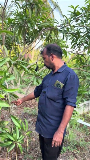 Red Ivory Mango (Red ivary mango)|Dm:9446810650,9037257028|Liya garden Chattiparamba,malppuram