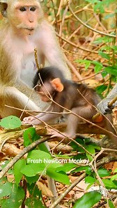 Oh wow wow look nice to see little newborn start first climb up tree, DSCN9962 | Fresh Newborn Monkey