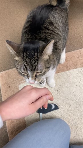 Meet our adoptable pets! 🐾 We are open for adoptions today until 5:30 but we are also open tomorrow from 9 am - 12 pm. Read about our adoption process and view all pets at FWACC.org | Fort Wayne Animal Care & Control