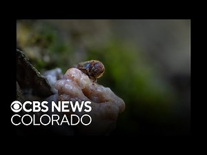 Colorado mountain pine beetle task force getting to work as another outbreak looms