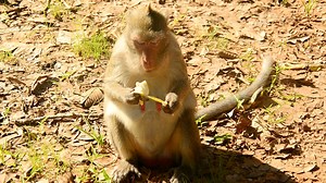 Monkey eating a fruit  - Free Stock Video