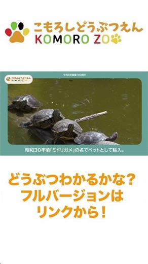 水棲カメ 3種 Komoro Zoo 小諸市動物園