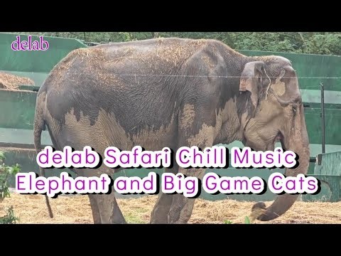 Safari Chill Out Music Video With Elephant's and Big Cats. A small artist 'delab' makes free music.