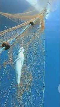 top 5 most rarest reef sharks #aquascapelowtech #aquarium #aquarium