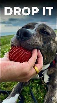 How to Teach Your Dog “Drop It”