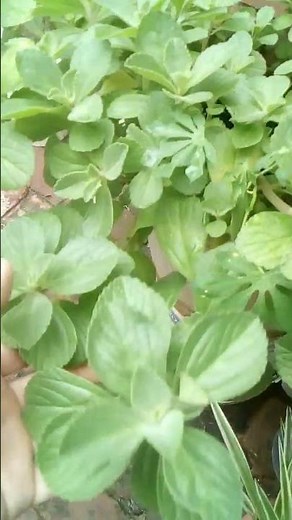¿Qué beneficios tiene la planta de buscapina?🌿🌿🌿🌱🌱🌱 #hierbas #medicinales