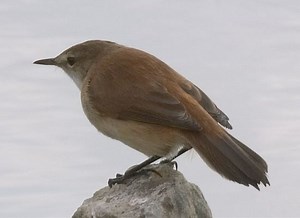 Lesser swamp warbler - Alchetron, The Free Social Encyclopedia
