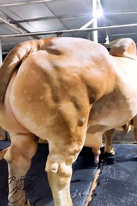 643K views · 3.3K reactions | Muscular bull from Brownie's Ranch | Biggest Bulls Photography | Facebook