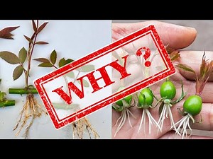 Why and How Fake Propagation Videos are Made