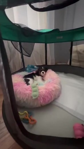 Naptime vibes: When your doggo finds the comfiest spot in their Ruff n Ruffus playpen. 🐶💤 👉click the link in the bio to shop Ruff N Ruffus ⁠ 🔥tag us @ruffnruffus on your pics/video to be featured! ***Disclaimer: This video is not ours; all rights belong to the original creator. We are reposting it for promotional purposes. If you have any concerns, please feel free to contact us. Thank you.🐶🏡 #DogNaps #RuffNRuffusPlaypen #CozySpot #ComfyNap #PamperedPup #DogLife #NapGoals #FurryFriends #Pa
