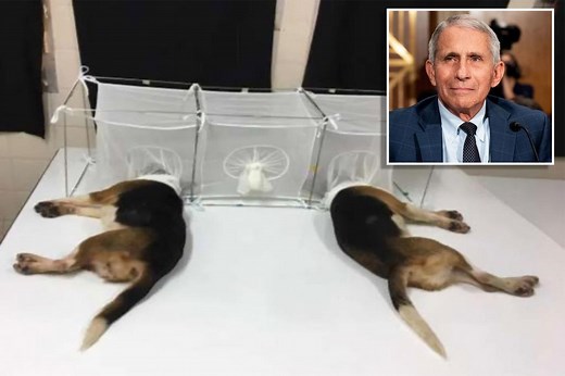 Bipartisan legislators demand answers from Fauci on alleged puppy experiments