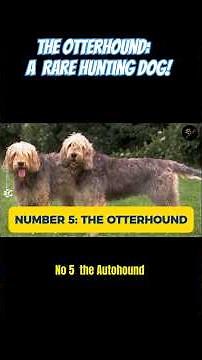 The Otterhound: A Rare Hunting Dog!