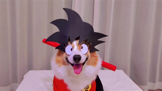 My corgi just powered up. #corgi #dogsoftiktok #anime #dragonball #fyp