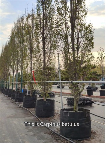 Carpinus betulus, available in both high-branched and low-branched forms. Intertree Garden, professional China plants supplier. #GreenPlants #ChineseNursery #plantexport #uzbekistan #gardendesign