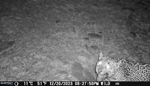Confirmed: Arizona Game and Fish wildlife biologists reviewed the imagery of a jaguar in the Huachuca Mountains and confirmed that it is a new individual not previously photographed in the state. The analysis included comparing it to photos of other jaguar sightings. The video was captured on a trail camera by Jason Miller. Please be advised that although citizen science is an effective and valuable contribution to wildlife conservation, state and federal laws protect the rarest wildlife covered