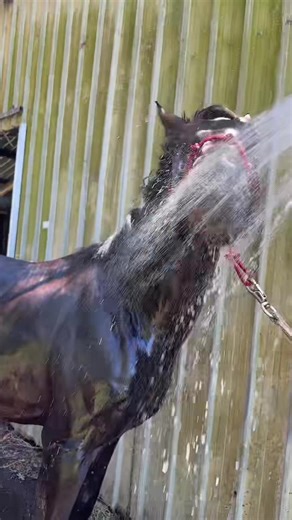 Horse Face Washing Techniques Explained by Trainer