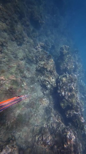 Spearfishing with vassan on TikTok