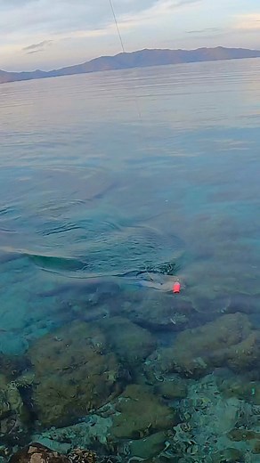 83K views · 1.7K reactions | Big fish in tropical reef waters | Cavy Fishing | Facebook