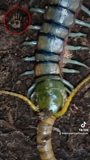 Scolopendra sp. "Green goblin" feeding #invertebrates #bugs #centipede #arthropod #legs #pets #green