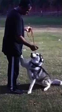 All Dogs Professional Basic Training #dog #training