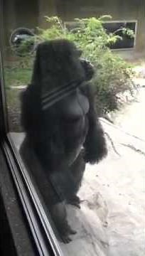 Angry Gorilla! Gorilla At Omaha Zoo Gets Mad At Me And Hits Glass