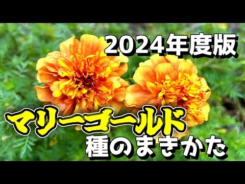 マリーゴールドの種のまき方（ストロベリーブロンド）【2024年春】