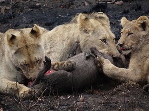 Safari 2011: Lions versus warthog