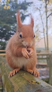 Our red squirrels have been super active, stockpiling food for the winter and looking fabulous with their winter ear tufts and bushy tails! Ed Sheeran our mischevious squirrel, has been up to his old tricks, pilfering food from the bucket, hitching rides on people's backs, and striking poses like he owns the joint! Catch our Red squirrels at 10:30am at the Keeper talk to see them in action 🐿🍂 #redsquirrel #britishwildlife #visitsurrey #britishmammals #britishwildlifecentre #wildlife #edsheeran