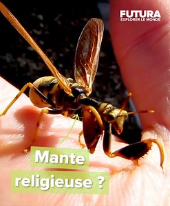 (🌎) Serait-ce une étrange fusion entre une guêpe et une mante religieuse ? 🐝 Cet insecte n'est pas le résultat d'une expérience scientifique visant à croiser les espèces. 👨‍🔬 « Créature » appartient à la famille entomologique des Mantispidés ! On dénombre plus de 400 espèces de ces espèces fascinantes, réparties à travers le monde. Ce spécimen, sans doute une Climaciella brunnea, est présente en Amérique du Nord. 🇨🇦🇺🇸 Après l'accouplement, la femelle pourra pondre jusqu'à 3.000 œufs qui 
