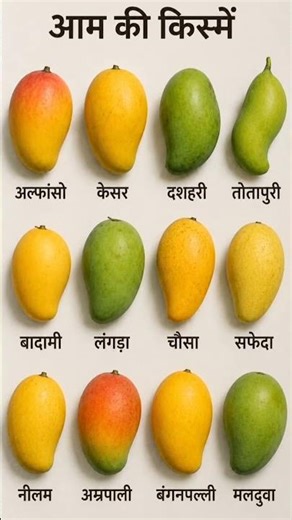 भारत के सबसे प्रसिद्ध आम की किस्में | Mango Varieties in India | दशहरी, अल्फांसो, केसर आम