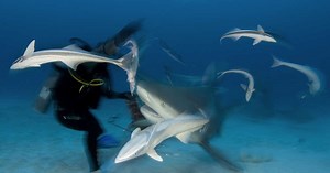 La Réunion : comment l'île vit sa plus longue période sans attaque de requin ?