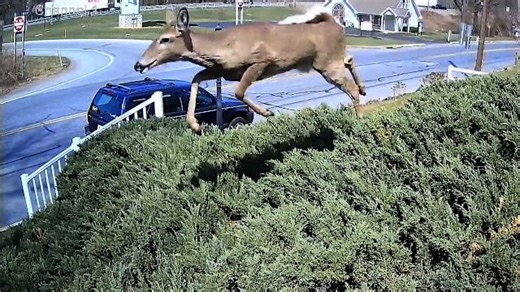 CCTV: Deer leaps over hedge, lands straight onto car