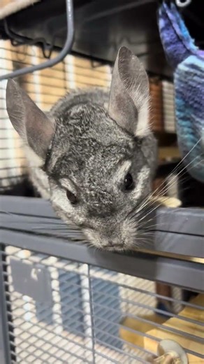Just casually melting my♥️while looking at them🥰🐰🐰#chinchilla #foryou #shorts #pets #shortsviral
