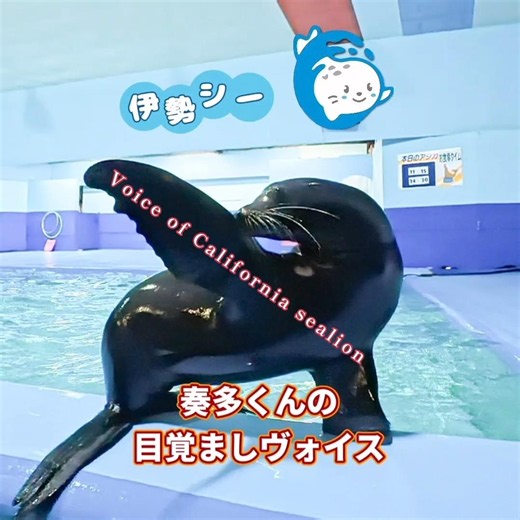 【音量注意!!】カリフォルニアアシカの奏多くんの目覚まし #youtubeshorts #水族館 #海獣 #animals #伊勢シー #shorts #Californiasealion