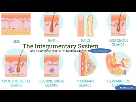 Skin, Hair & Nails | Complete Integumentary System