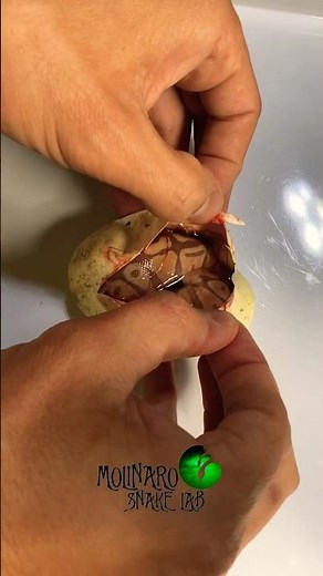 I hope this one makes it! #molinarosnakelab #snakebreeding #ballpython #python #eggcutting #shorts