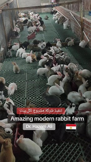 new..rabbits on plastic floor#طبيب #veterinarian #veterinary #بيطري #ارنب #تربية #bunny #اكسبلور #ارانب #rabbit #مزرعة #farm #farmlife #rabbitsoftiktok #bunny