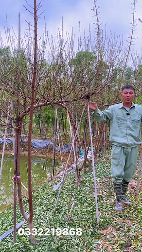 29 reactions · 10 comments | Những cây đào Huyền phục vụ mọi người vào dịp cuối năm 2024 ❤️ anh chị mua sỉ hay lẻ liên hệ em Ngọc 0332219868 e Ngọc địa chỉ HN ạ #xuhuong #hoa #hoadao #daotet #daohuyen #ngochoahong | NhàVườn Ngọc Hoa Hồng | Facebook